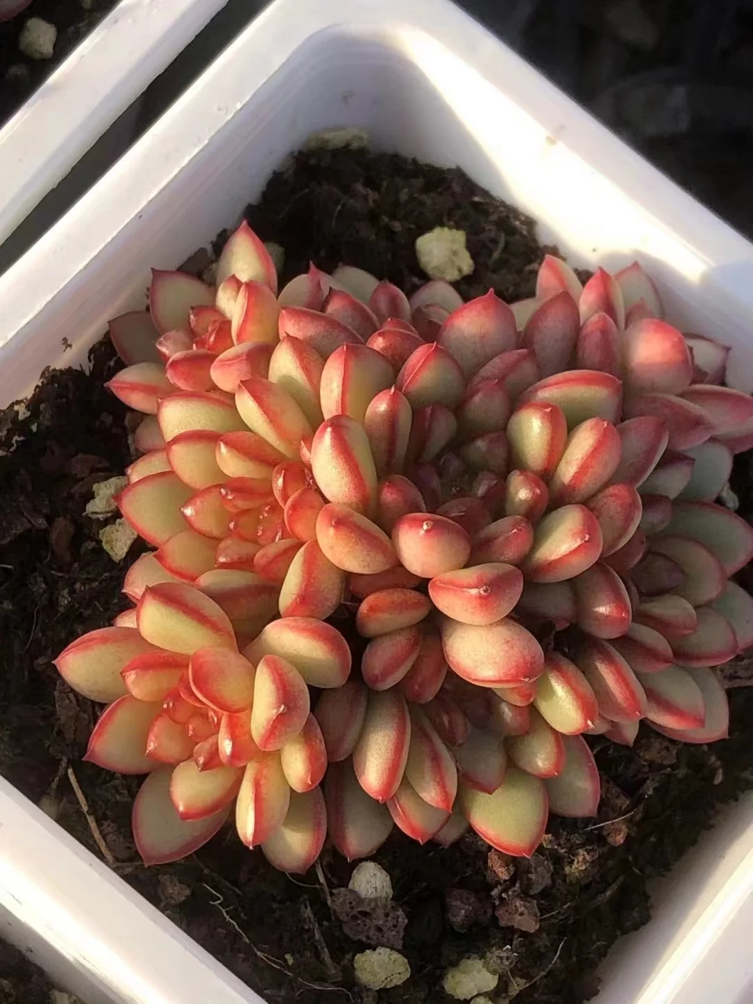 plant Aeonium Echeveria Haworthia  Caudex  Lithops Cactus  Agave 