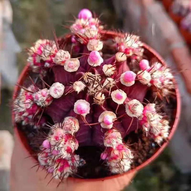 602.  Paeonia delavayi  4-5cm  /Cactus plants /Succulent plants /  Garden landscape / Carefully select healthy plants