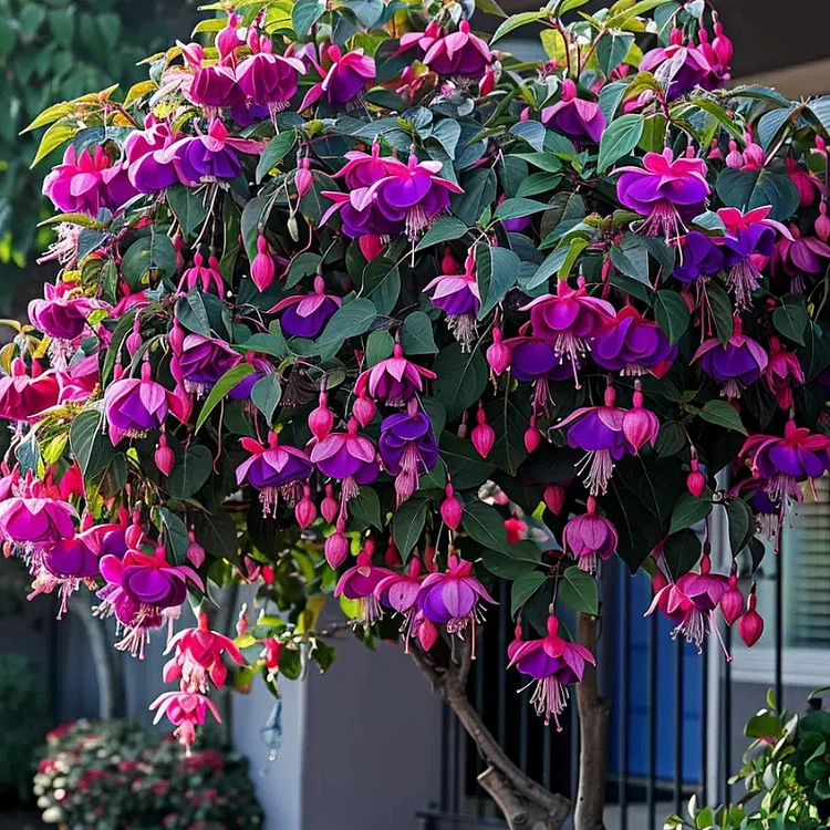 Fuchsia Seeds - Lantern flower