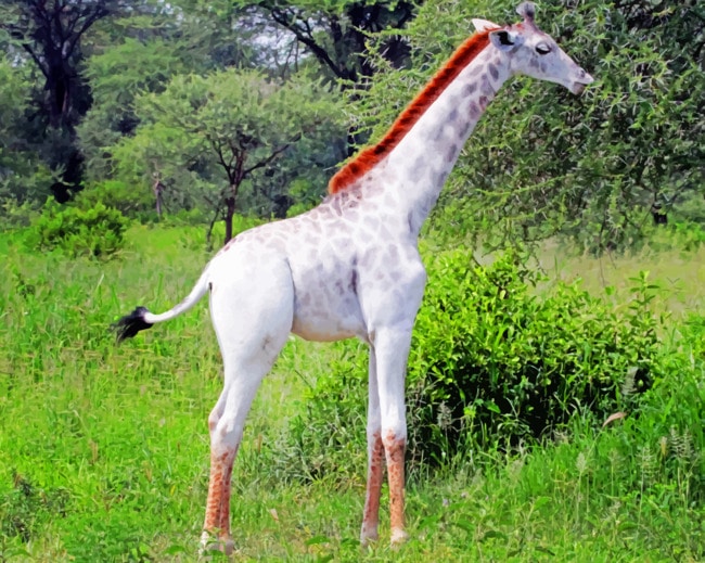 

Albino Giraffe – Paint By Numbers - 40*50CM, 501 Original
