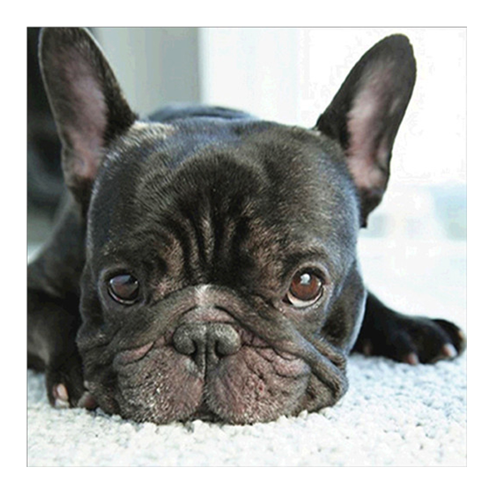 

Pug - Square Drill Diamond Painting - 35*35CM, 501 Original