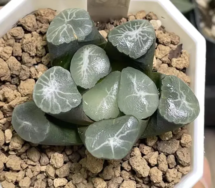 plant Aeonium Echeveria Haworthia  Caudex  Lithops Cactus  Agave 