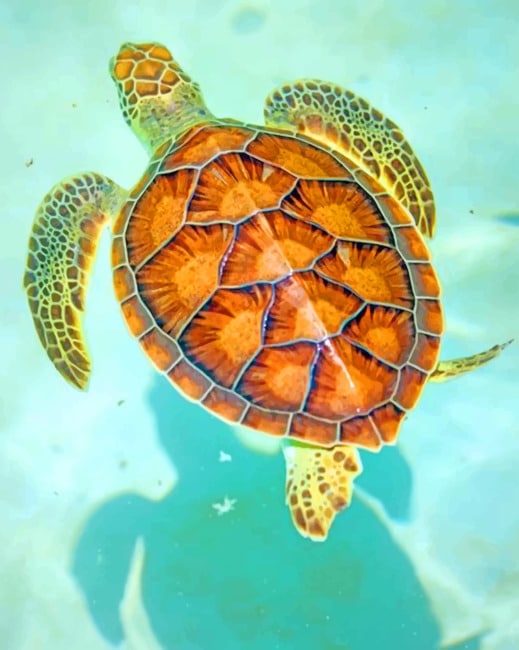 

Hawksbill Sea Turtle – Paint By Numbers - 40*50CM, 501 Original