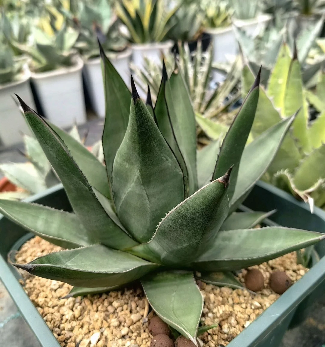 plant Aeonium Echeveria Haworthia  Caudex  Lithops Cactus  Agave 