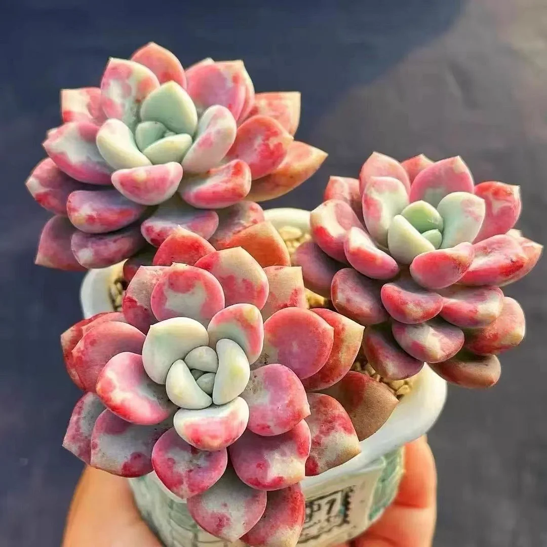 703 .   Piebald deer  5-6cm cluster   / Echeveria / Succulent plants / Garden landscape / Carefully select healthy plants