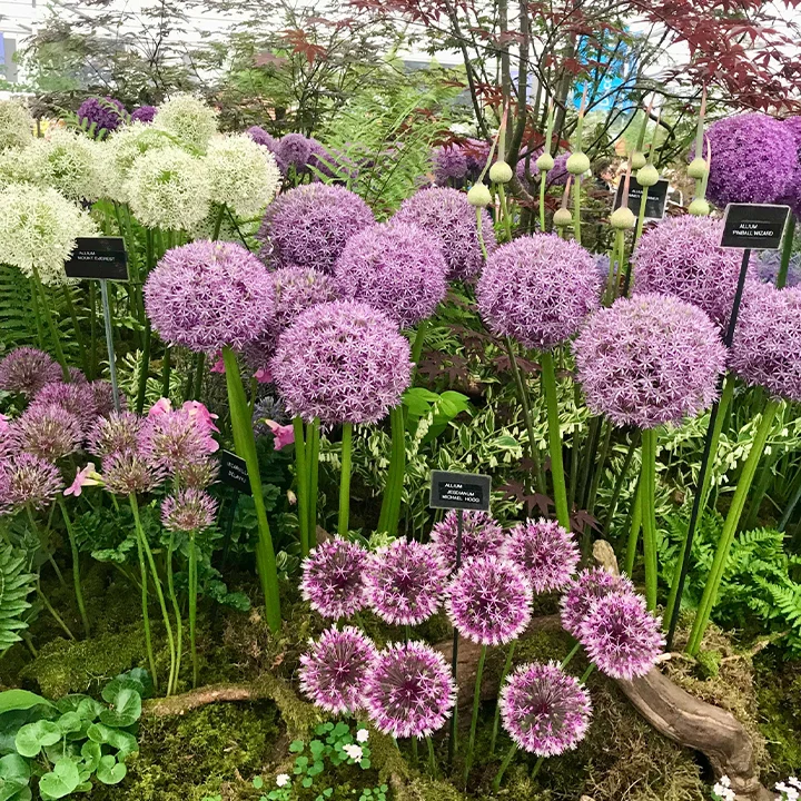 Giant Allium Giganteum Ornamental Onion Flower