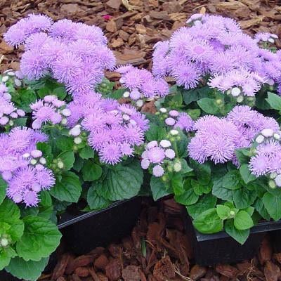 Ageratum Aloha Blue F1 Jonyparkseed®