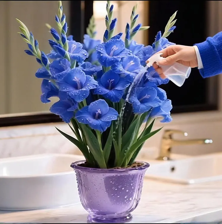 💐GLADIOLUS BULBS