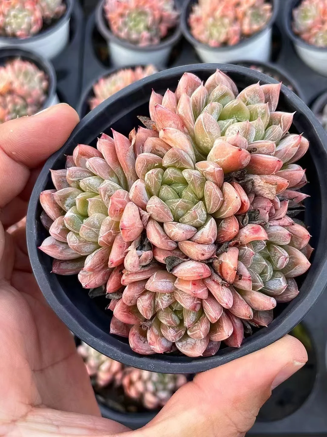 plant Aeonium Echeveria Haworthia  Caudex  Lithops Cactus  Agave 