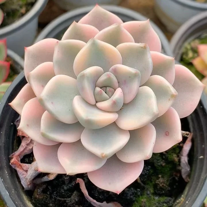 plant Aeonium Echeveria Haworthia  Caudex  Lithops Cactus  Agave 