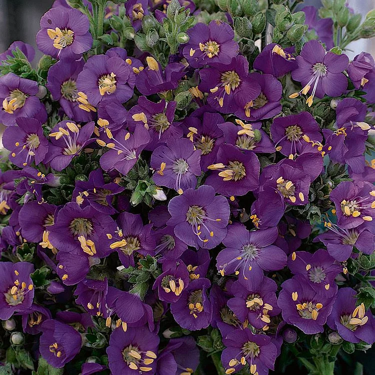 'Heavenly Habit' Polemonium Seeds