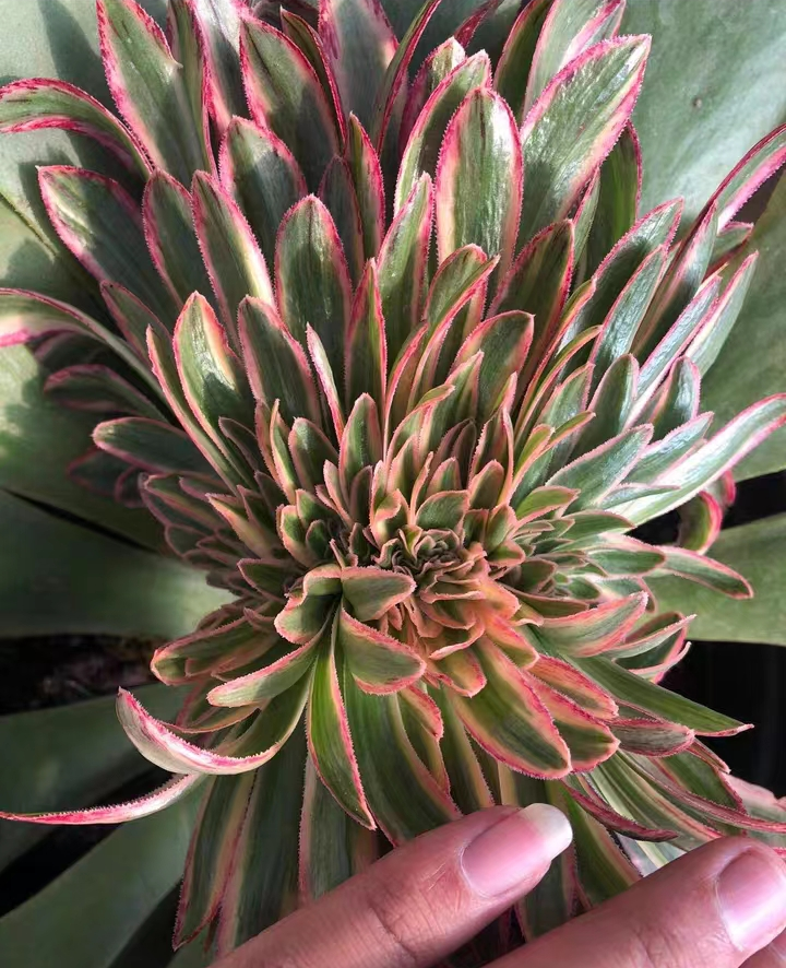 1008.Aeonium Rubrolineatum variegate crested cutting /Aeonium crested / Aeonium plants / Garden landscape / Carefully select healthy plants
