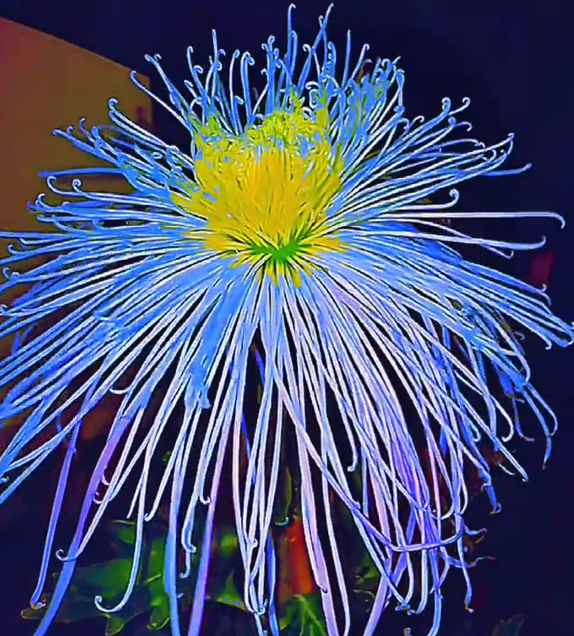 Beautiful Rare Golden Daisy🌻Easy