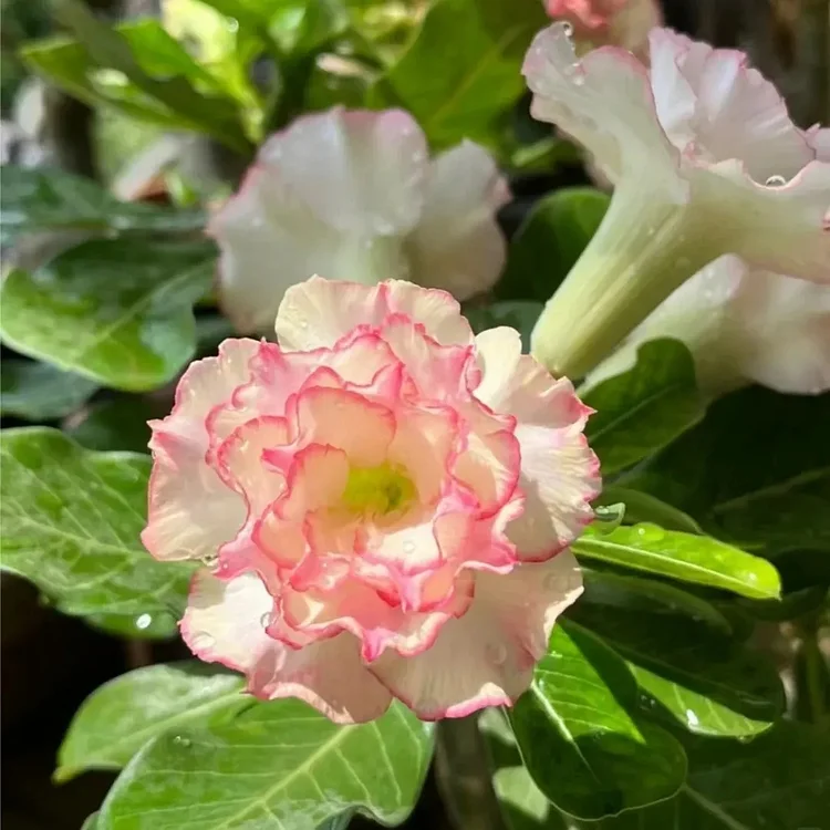 🌹✨ Magic Rose of the Desert 💫 - Pink