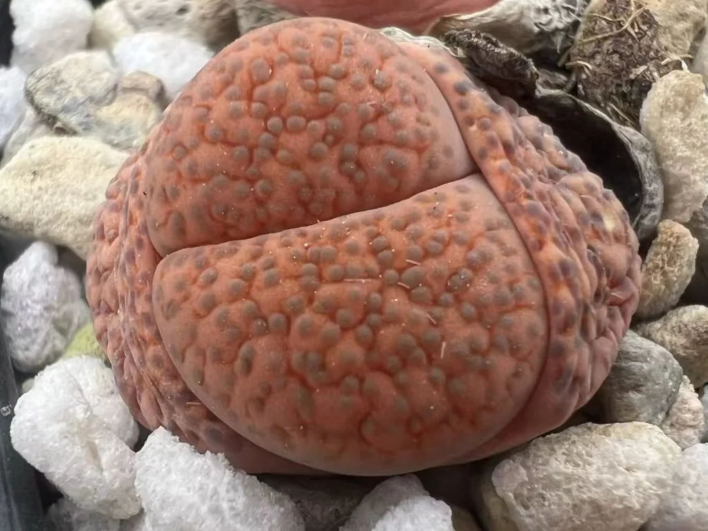 plant Aeonium Echeveria Haworthia  Caudex  Lithops Cactus  Agave 