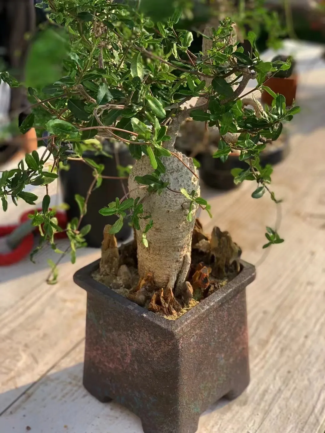 plant Aeonium Echeveria Haworthia  Caudex  Lithops Cactus  Agave 