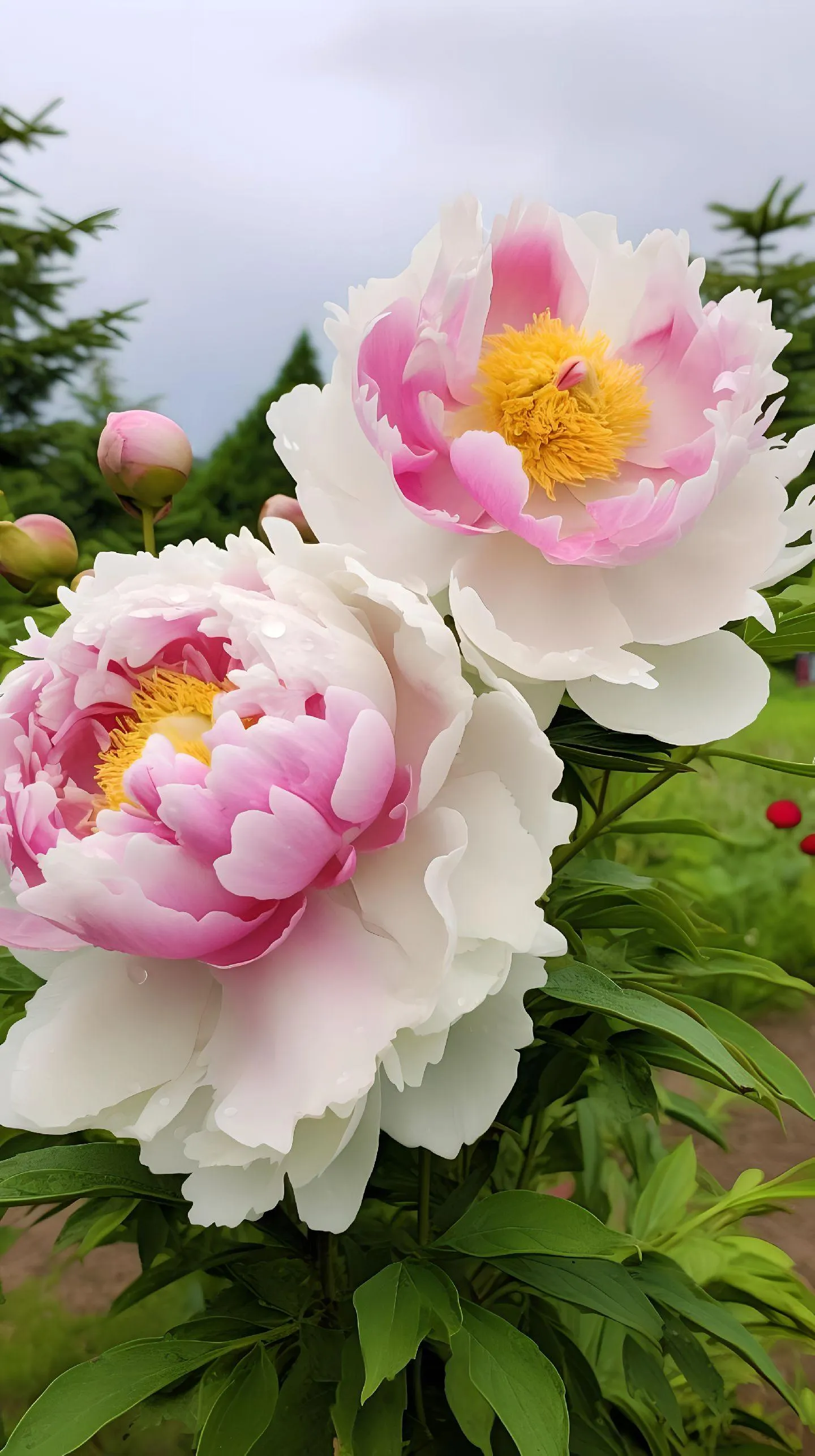 Green Peony Seeds – Symbol of luck and wealth