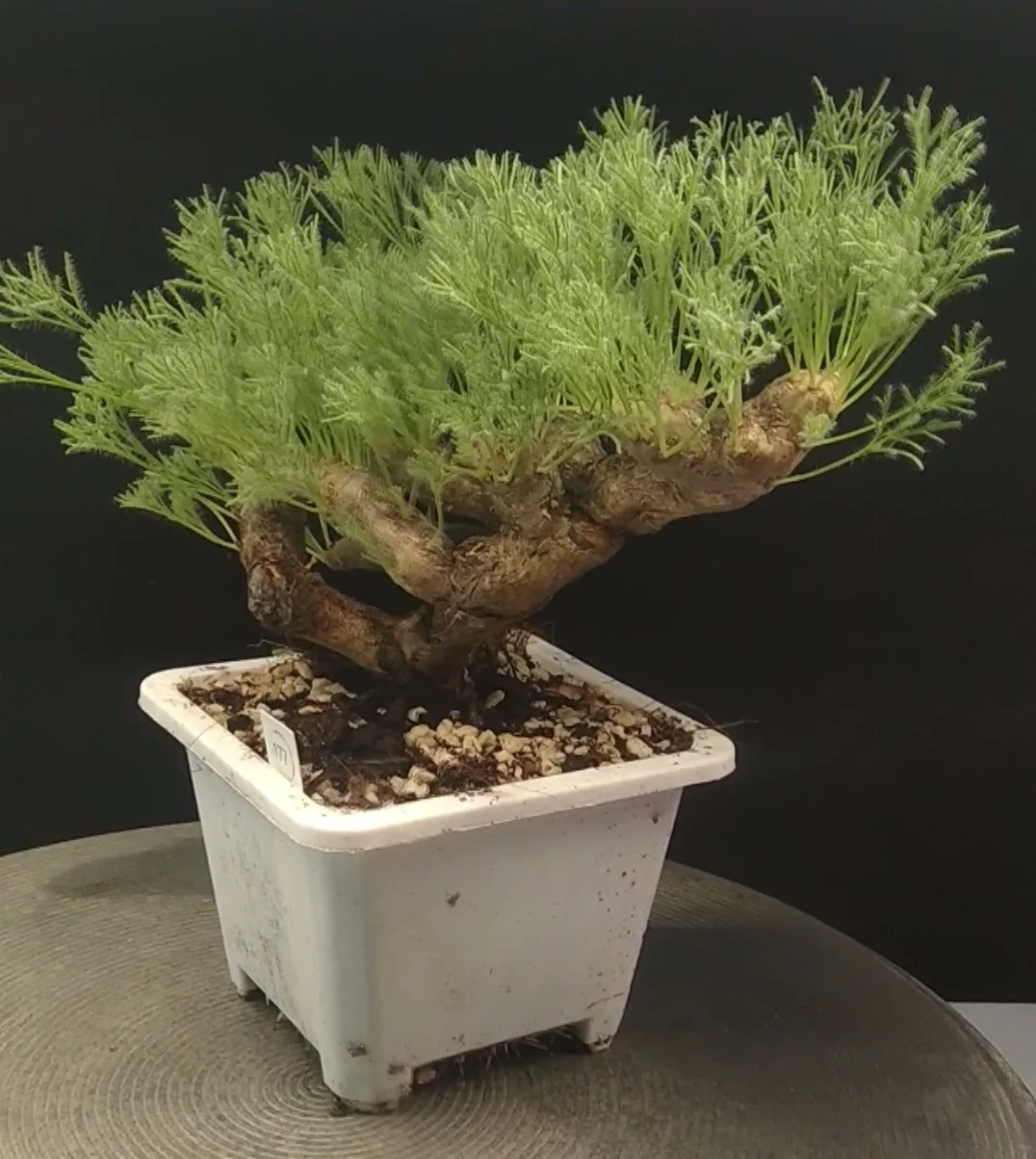 plant Aeonium Echeveria Haworthia  Caudex  Lithops Cactus  Agave 