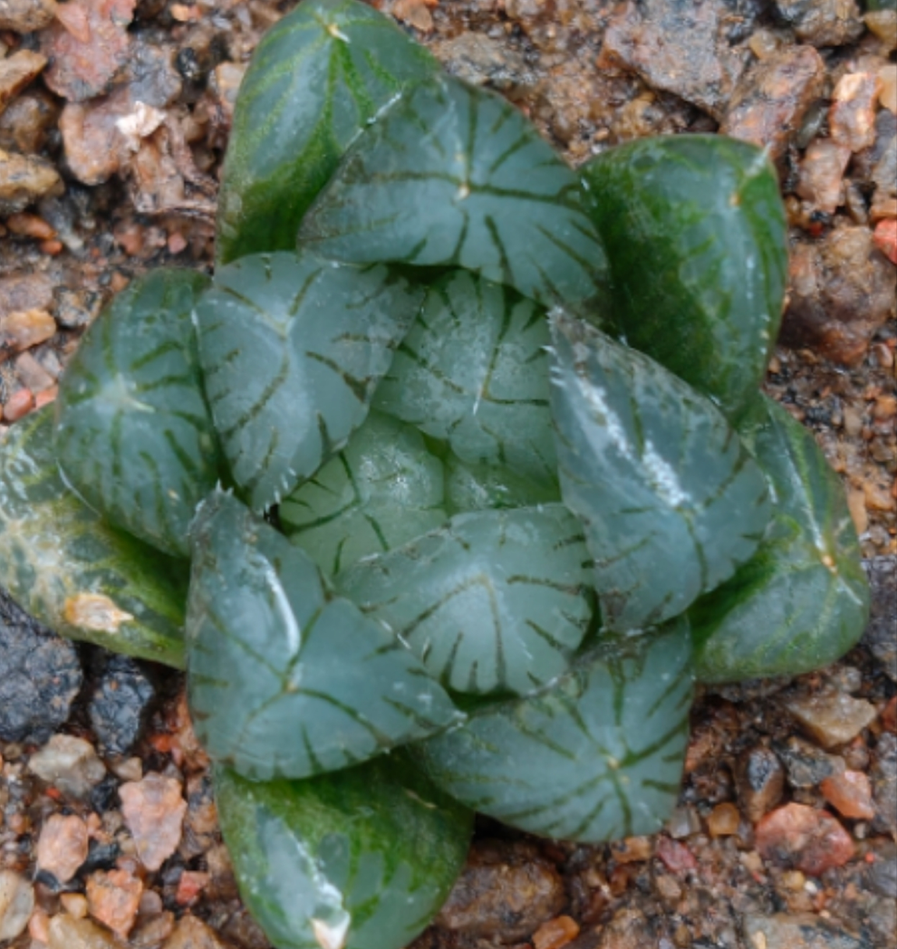 Haworthia21.Haworthia Ground Spring coope  3-4cm/ Haworthia/ Succulent plants / Garden landscape / Carefully select healthy plants