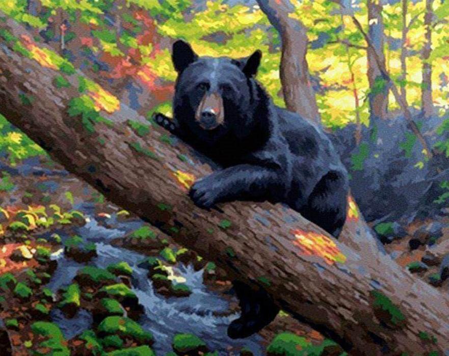 

Black Bear – Paint By Numbers - 40*50CM, 501 Original