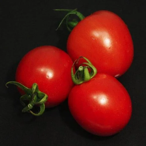 Garden Gem Tomatoes