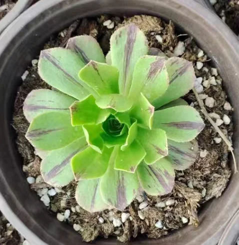 627. Green fire cutting 5cm/Aeonium cutting /Aeonium plants/ Garden landscape / Carefully select healthy plants