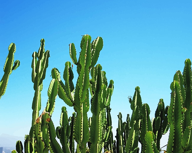 

Triangle Cactus – Paint By Numbers - 40*50CM, 501 Original