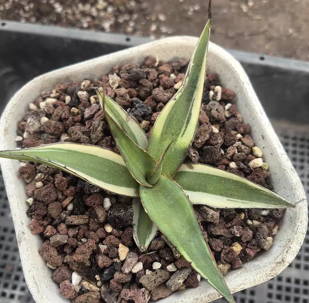 plant Aeonium Echeveria Haworthia  Caudex  Lithops Cactus  Agave 