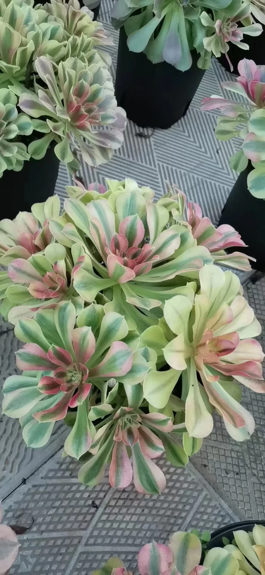 plant Aeonium Echeveria Haworthia  Caudex  Lithops Cactus  Agave 