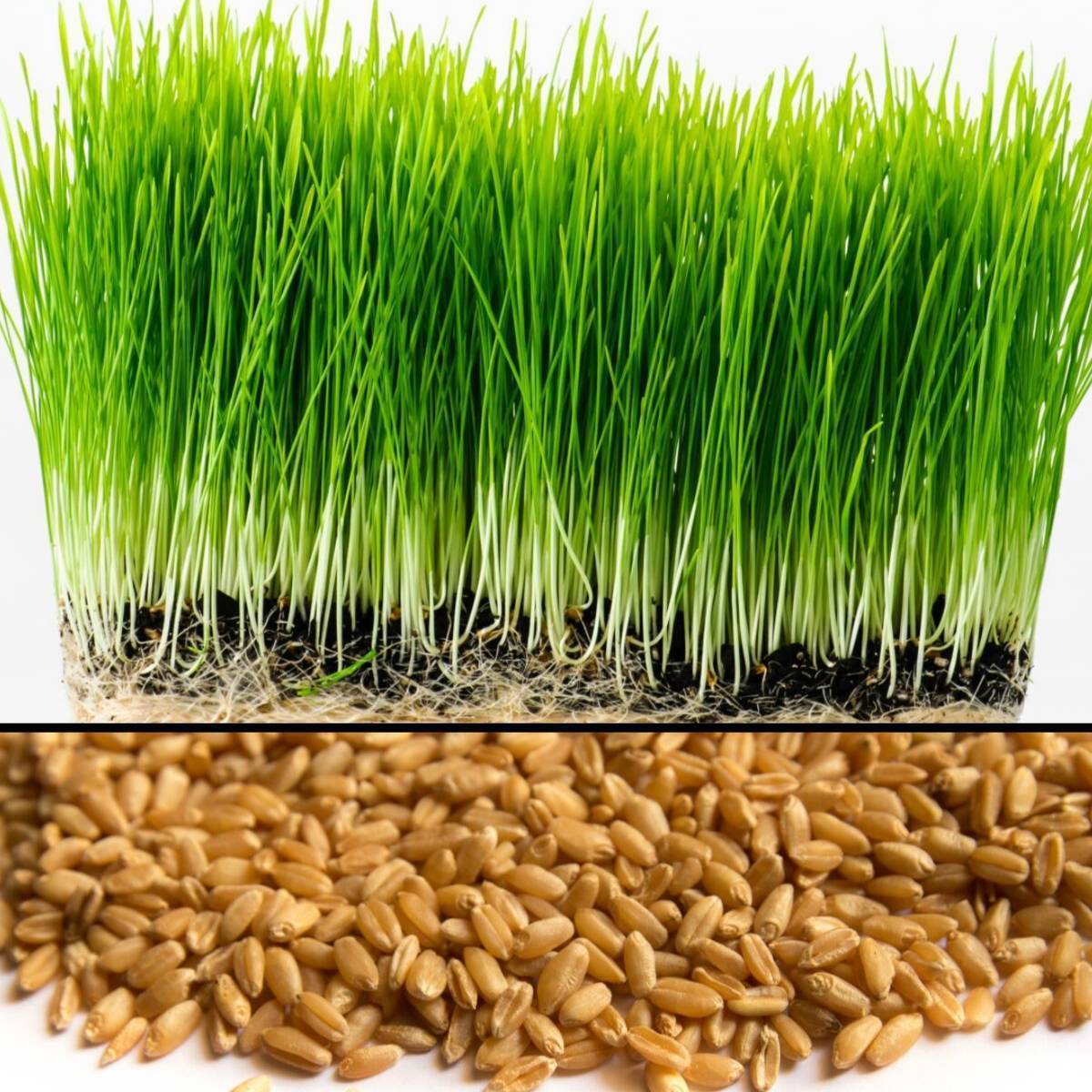 Wheatgrass Cat Grass Seeds Non-Gmo Heirloom Seeds Wheatgrass Seeds Jonyparkseed®
