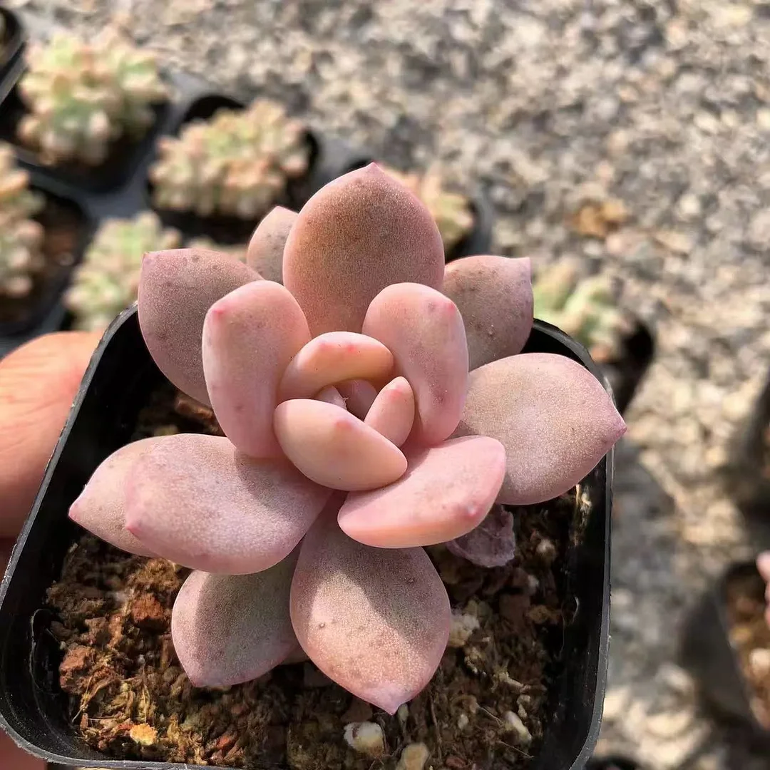 plant Aeonium Echeveria Haworthia  Caudex  Lithops Cactus  Agave 