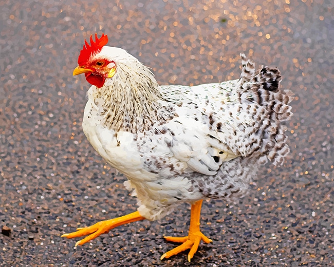 

White and Black Chicken on Tarmac – Paint By Numbers - 40*50CM, 501 Original