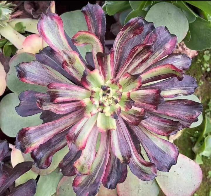 910.Full-blown flowers cutting 8-10cm/ Aeonium plants / Succulent plants / Garden landscape / Carefully select healthy plants