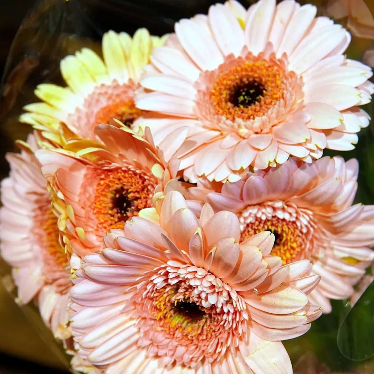 Gerbera Seeds