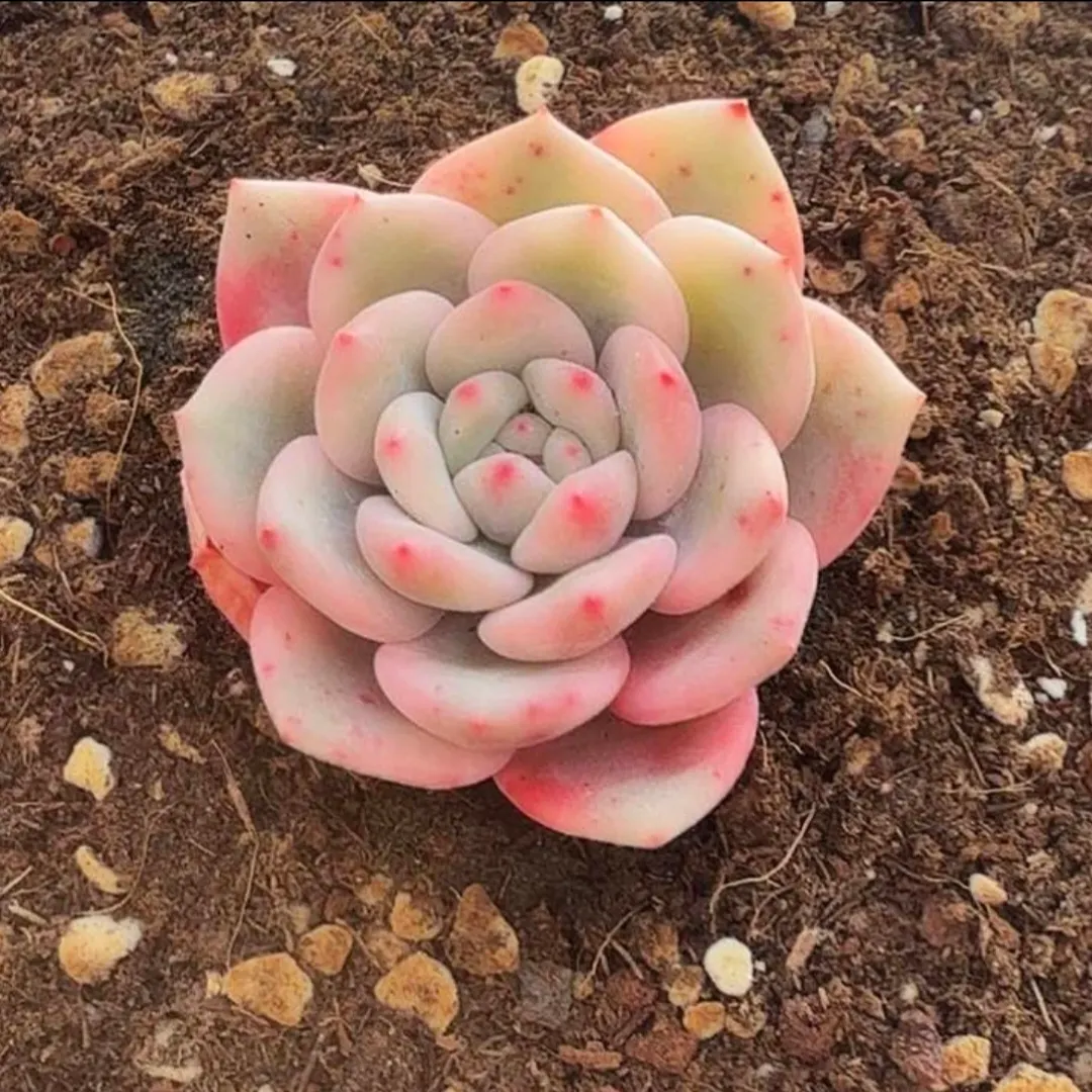 plant Aeonium Echeveria Haworthia  Caudex  Lithops Cactus  Agave 