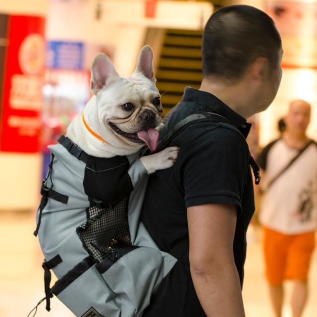 dog on backpack