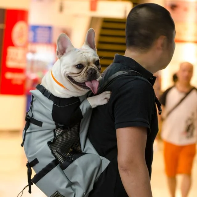 Backpack For Dogs