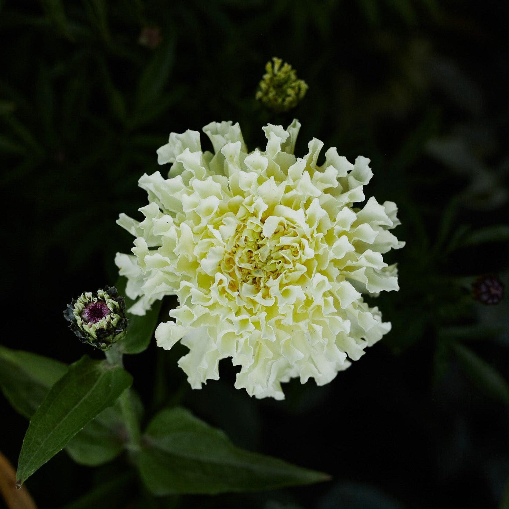 Marigold African Kilimanjaro Vanilla Flower | X 20 Seeds