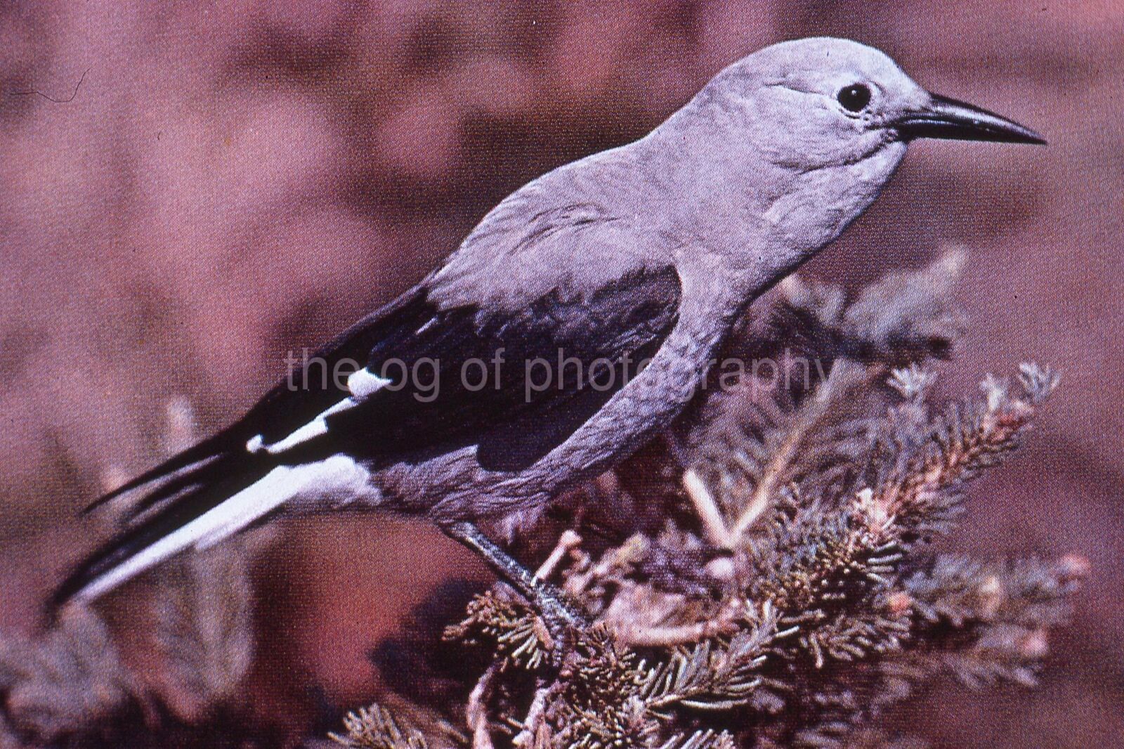 CLARKE S 35mm FOUND BIRD SLIDE Vintage COLOR Photo Poster painting 15 T 23 H