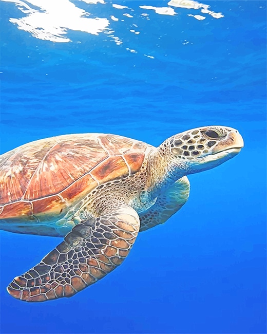 

Sea Turtle – Paint By Numbers - 40*50CM, 501 Original