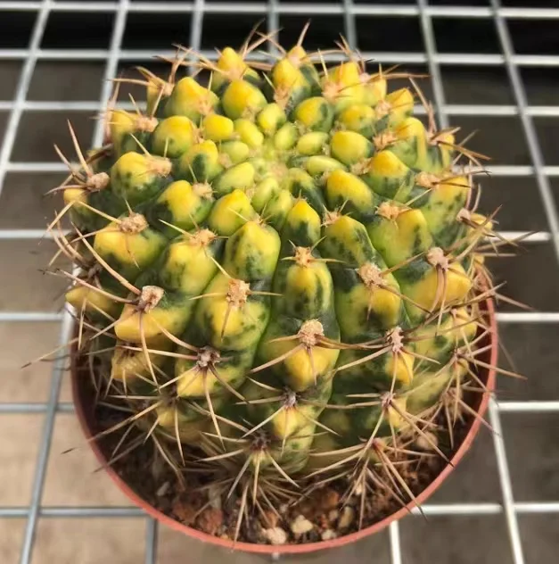 plant Aeonium Echeveria Haworthia  Caudex  Lithops Cactus  Agave 