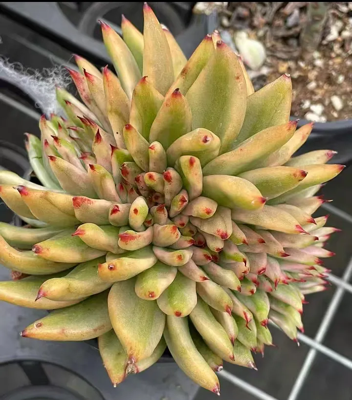 plant Aeonium Echeveria Haworthia  Caudex  Lithops Cactus  Agave 