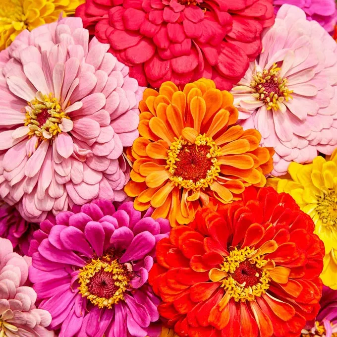 Zinnia Seeds (California Giant ) – 100% Pure Heirloom Flower Seeds