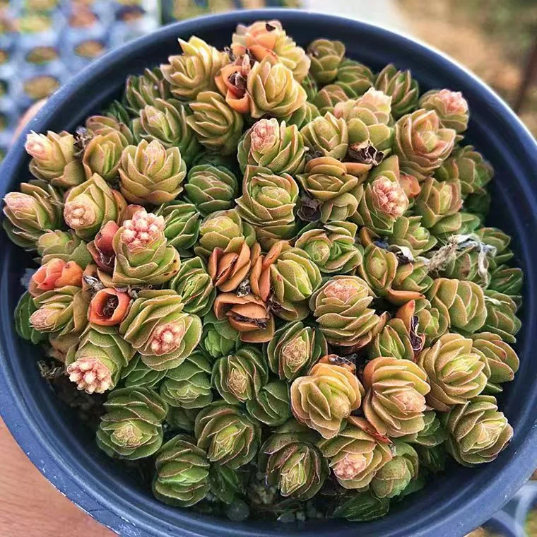 plant Aeonium Echeveria Haworthia  Caudex  Lithops Cactus  Agave 