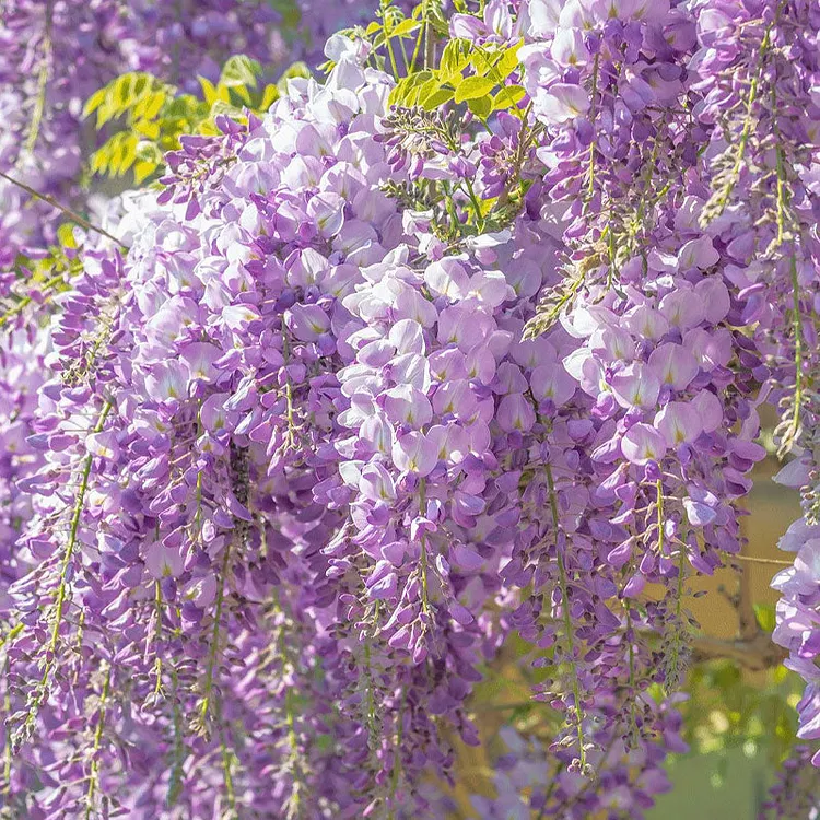 𖧧 🪻Wisteria - The Garden&rsquo;s Cascading Beauty All Year Round