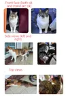 Customized Cat Dog Handmade Square Plushie Keychain Bag Charm Send Pics to bruce663@foxmail.com