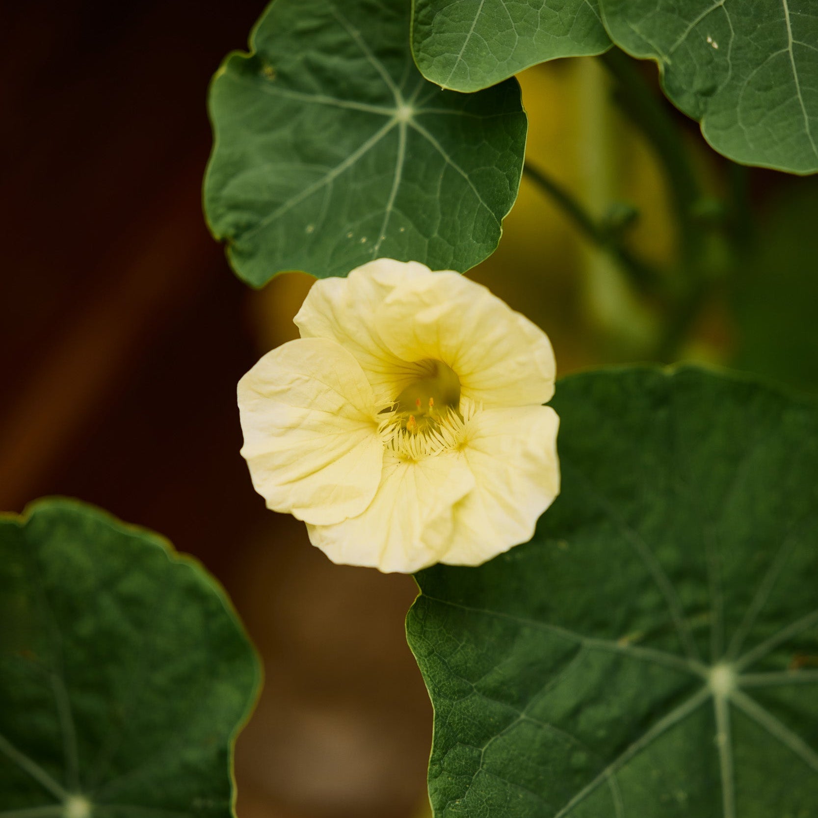 Nasturtium Yeti Cream Flower | X 15 Seeds