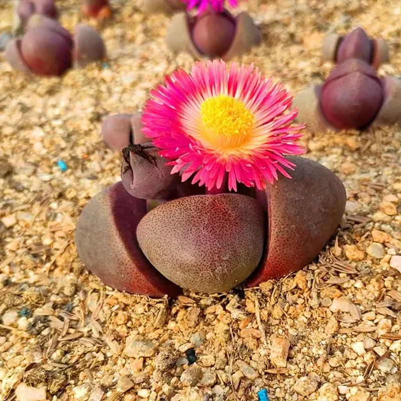 plant Aeonium Echeveria Haworthia  Caudex  Lithops Cactus  Agave 