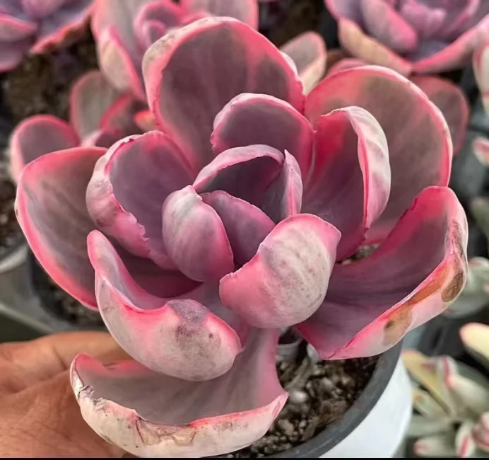 plant Aeonium Echeveria Haworthia  Caudex  Lithops Cactus  Agave 