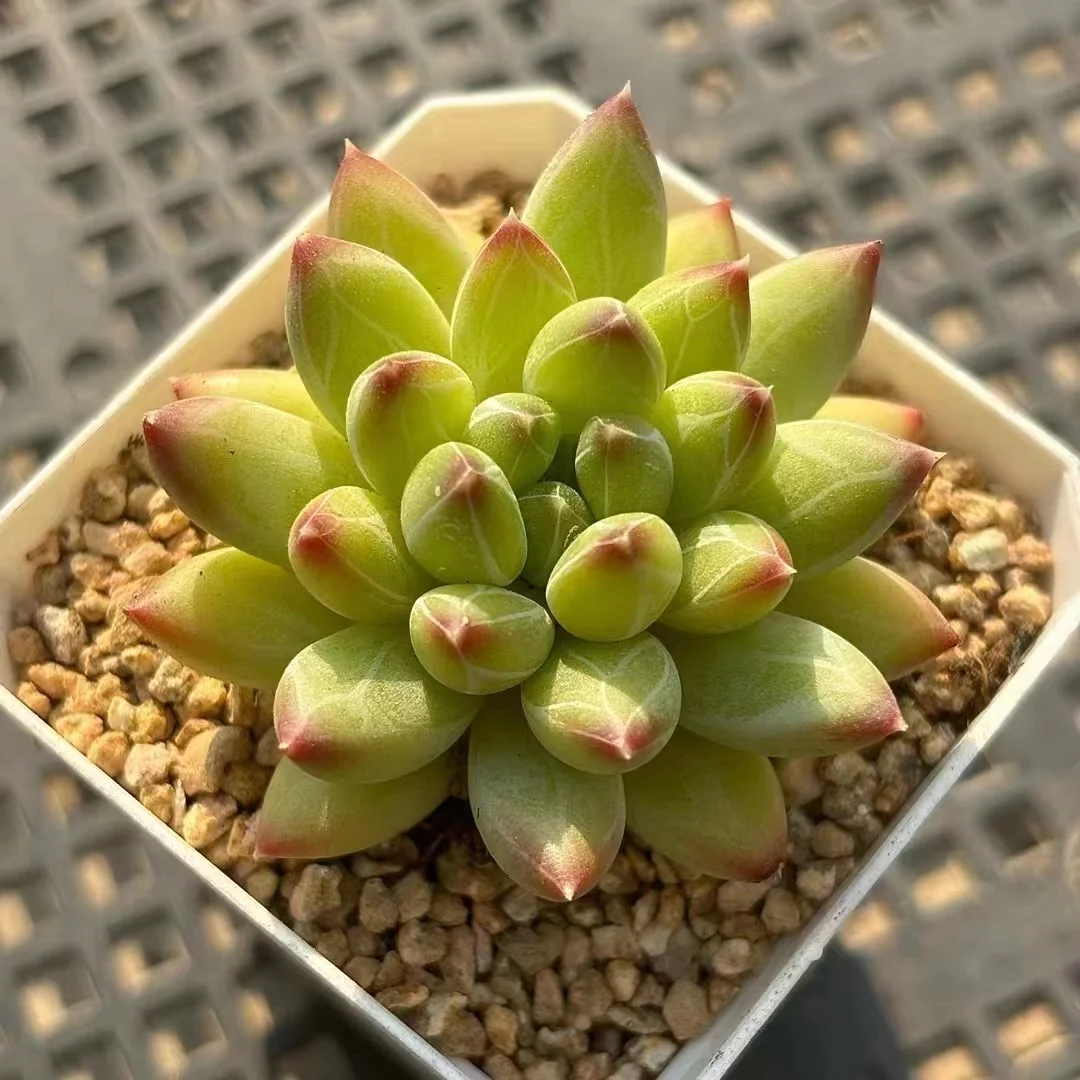 plant Aeonium Echeveria Haworthia  Caudex  Lithops Cactus  Agave 